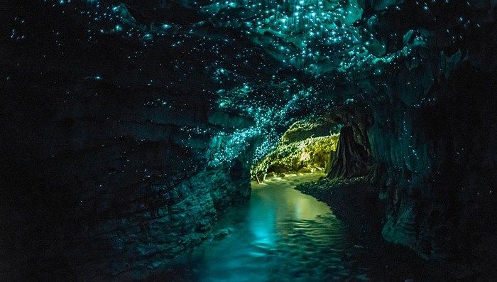 Waitomo Glowworm Caves tour